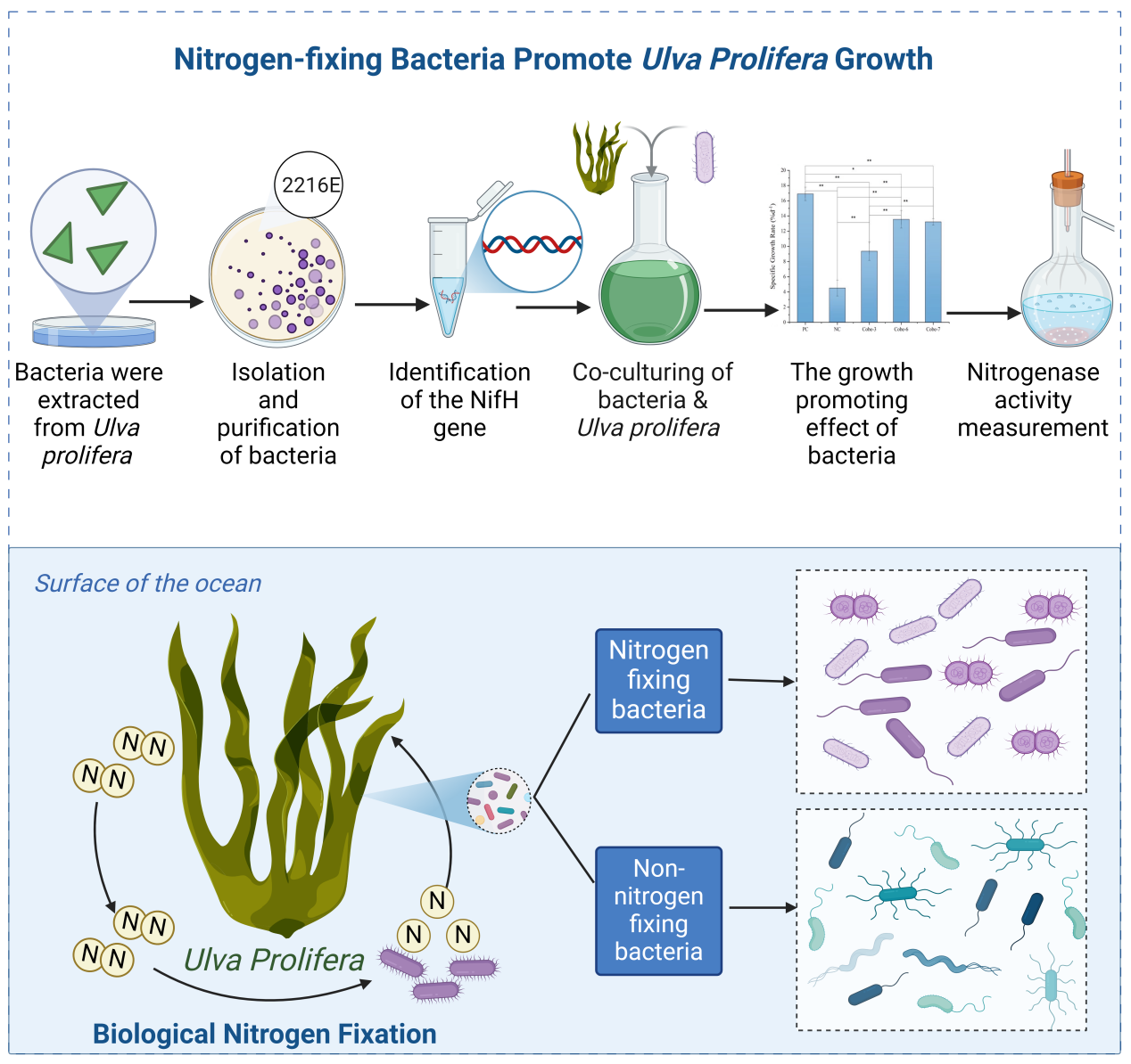 《Bioresource Technology》报道上海海洋大学浒苔共附生固氮菌促进绿潮暴发的最新研究成果